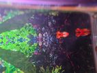 Albino Koi And Red Moscow
