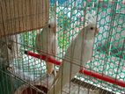 Albino Cockatiel