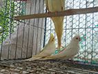 Albino kokatel