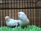 Albino Long Tail Runing Pair
