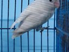 Albino Love Bird