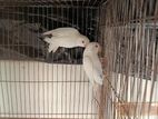 Albino Lovebird