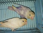 Albino Lovebird Master Pair