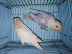 Albino Lovebird Pair Full Adult