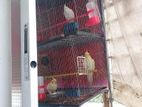 Albino, lutino, cocatail love bird breeding pair