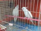 Albino, lutino, offline cocatail love bird