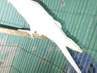 Albino Male Cockatiel Red Eye.