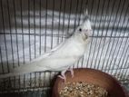 albino male