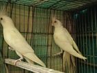 Albino Master Pair