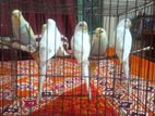 Albino or rainbow Budgie for sale