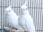 Albino Origrnal Red Eye Cockatiel Bird
