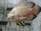 Albino oscar 6 inch