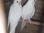 Albino pair