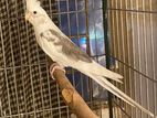 Albino Pied Male