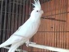 Albino Raning Female