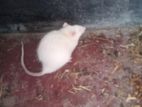 Albino Rat And Hooded (frenchy Rat)