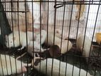 Albino rat