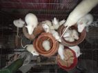 Albino Rats বিলাতি ইঁদুর। সাদা Experimental Rat.