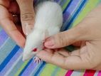 Albino rats