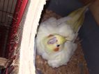 Albino Read Eye Cockatiel