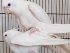 Albino Red Cockatiel eye breeding pair