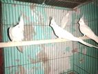 Albino red cockatiel full adult