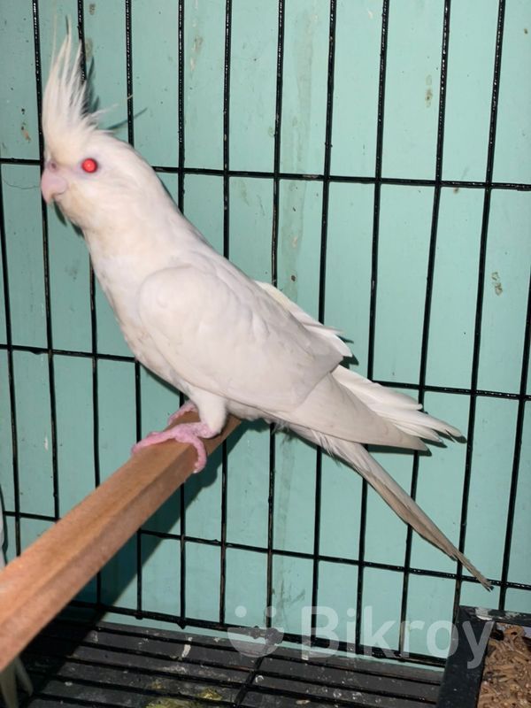 Albino red eye month for Sale in Banasree Bikroy
