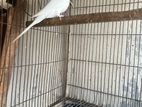Albino Red Eye বাজিগার