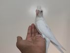 Albino Red Eye Cocatail Baby