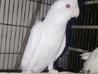 Albino Red Eye Cocatale
