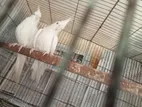 Albino Red Eye Cockatiel Doi Bar Dim Bacha Kora