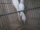 Albino (Red Eye) Cockatiel বিক্রয় হবে