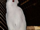 Albino red eye Cockatiel