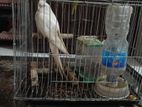 Albino Red Eye Female Cockatiel