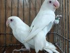 Albino red eye fisher love bird running pair