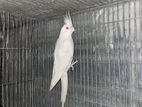 Albino Red Eye