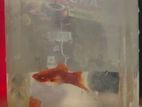 Albino red eye kohaku koi swordtail fish sale