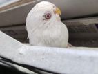 Albino red eyes baazigar