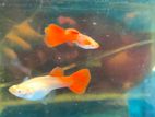 Albino Red Moscow Guppy