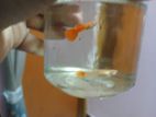 Albino red Moscow guppy