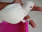 Albino ringneck baby