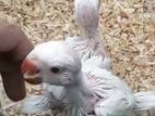 Albino Ringneck Baby