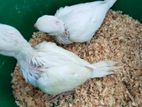 Albino Ringneck Pair