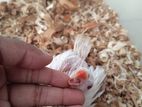 Albino Ringneck (tame size baby)