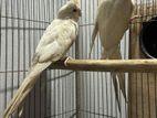 Albino Running Cocatail