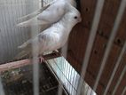 Albino running jora