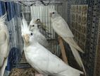 Albino Running Male