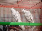 Albino running pair Cockatiel