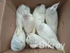 Albino Running Pair