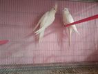 Albino Running Pair